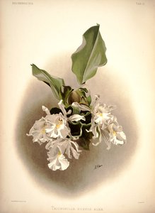 Trichopilia मिठाई